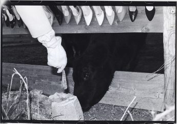 Cows, 1982 gelatin-silver print