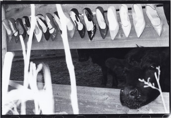 Cows1982 copy