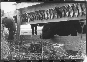 Cows2.1982 copy